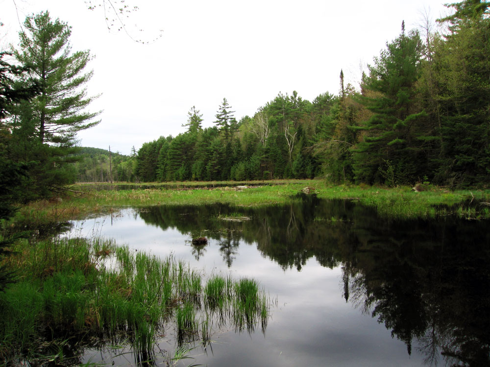 East Mill Flow trout pond